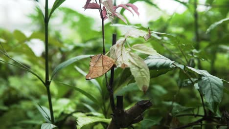 Vindula-Schmetterling,-Der-Auf-Den-Blättern-Eines-A