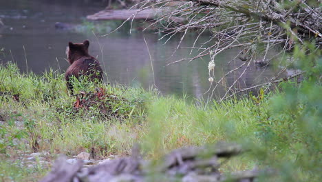 Brown-Grizzly-bear-stands-on-riverbank-and-looks