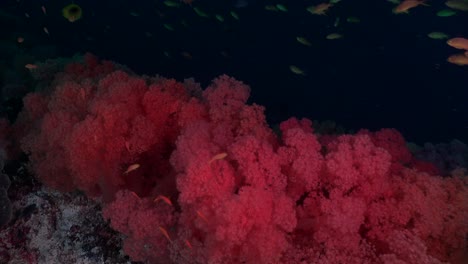 Flotando-Sobre-Corales-Blandos-Rojos-Y-Peces-De-Arrecife