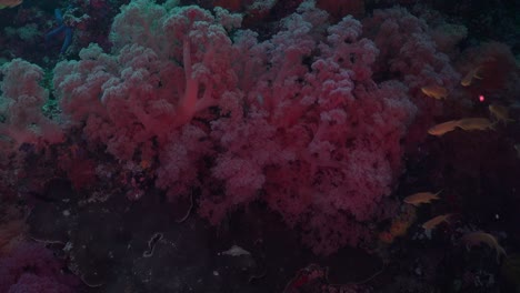 Pink-soft-corals-and-reef-fishes-close-up