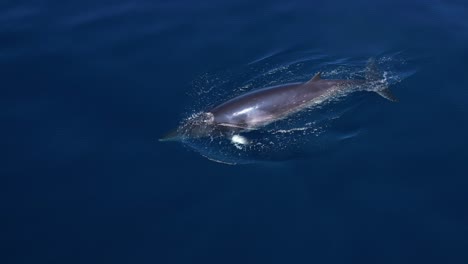 Tolles-Profil-K-Aufnahme-Eines-Zwergwals