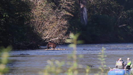 River-rafters-observe-large-Grizzly-bear-eating-salmon