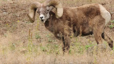 Fuzzy-male-Big-Horn-Sheep-grazing-eats-grass