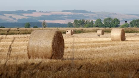 round-hay-bails-in-the-field-with-black