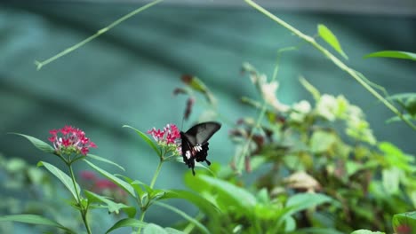 Perching-Common-Mormon-Butterfly-On-Pentas-Lanceolata-Flowers
