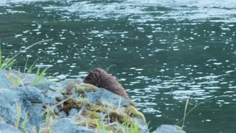 Cute-Grizzly-bear-looks-up-from-rocky-riverbank