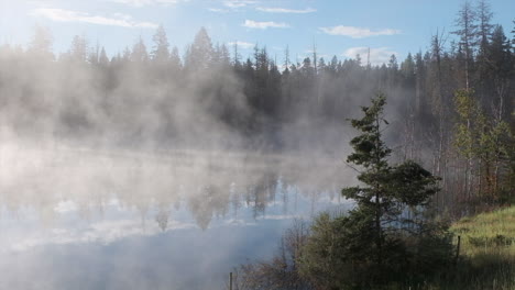 Peaceful-boreal-forest-morning-as-fog-rises-off