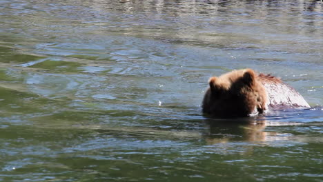 Grizzly-bear-puts-her-face-underwater-in-river
