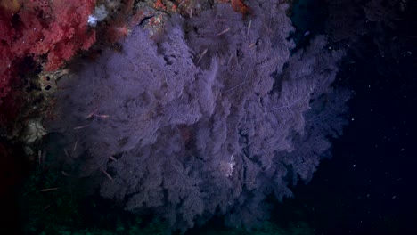Große-Lila-Weichkorallen-Und-Rifffische-An