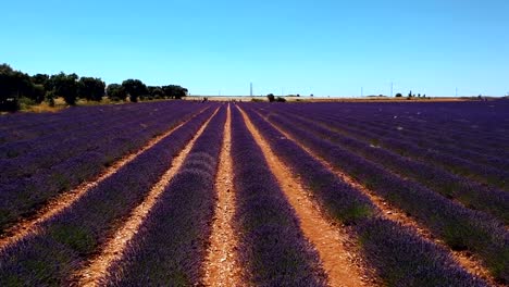 Flying-over-purple-rows-of-blooming-lavender-flowers