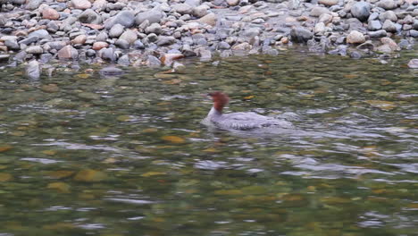 Red-head-Merganser-bird-swims-upstream-against-strong