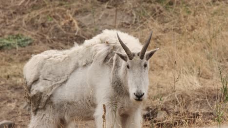 Mountain-goat-with-dirty-shaggy-coat-stands-in