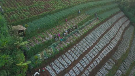 Video-De-Drones-De-La-Actividad-De-Los-Agricultores-Tradicionales-En-El