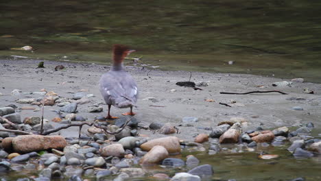 Red-head-Merganser-bird-with-webbed-feet-walks