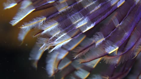 Purple-feather-star-super-close-up-macro-shot