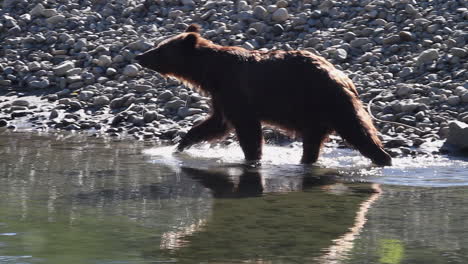 Backlit-by-morning-sunshine-Grizzly-bear-walks-into