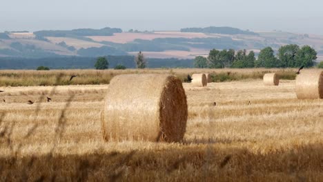 field-of-harvested-wheat-hay-bails-and-black