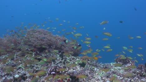 A-La-Deriva-Sobre-Arrecifes-De-Coral-Ocupados-Con-Corales-Blandos