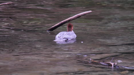Merganser-bird-with-red-head-swims-in-shallow