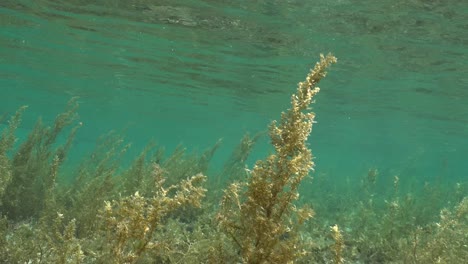 seagrass-field-underwater-in-shallow-tropical-ocean