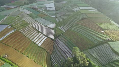 Aerial-flyover-beautiful-idyllic-vegetable-plantations-on-hill