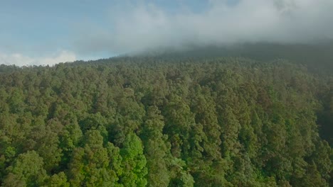 Forward-drone-footage-over-tree-top-of-rain