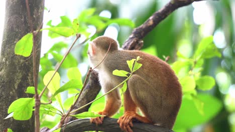 Curious-little-squirrel-monkey-looking-up-and-around