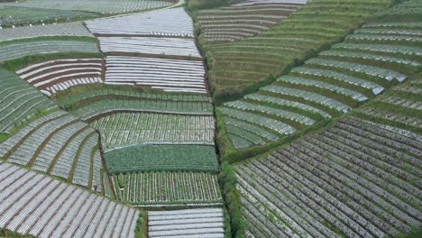 Drone-video-of-beautiful-terraced-vegetable-plantation-on