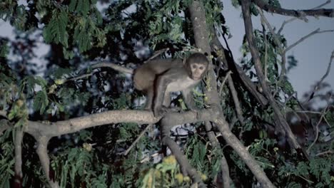 Mono-Bebé-Macaco-Rhesus-Está-Saltando-Sobre-Un