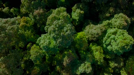 Drone-overhead-flight-over-dense-rainforest-during-sunlight