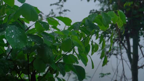 dewy-leaves-of-trees-swaying-on-the-middle