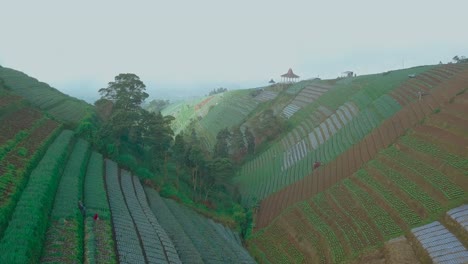scallion-and-cabbage-plantation-aerial-K-foggy-morning