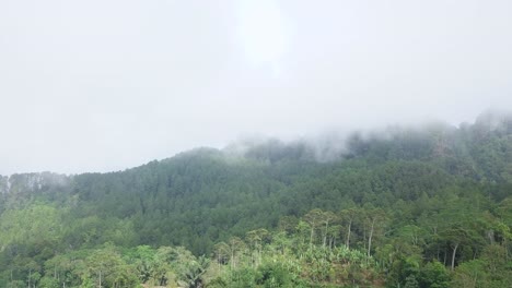 Video-Estático-De-La-Selva-Tropical-En-Niebla