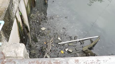 Ein-Waran-In-Den-Verschmutzten-Kleineren-Flüssen