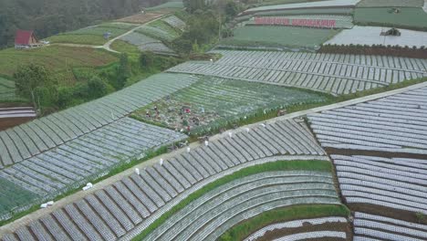 Aerial-footage-of-farmer-is-harvesting-vegetables-on