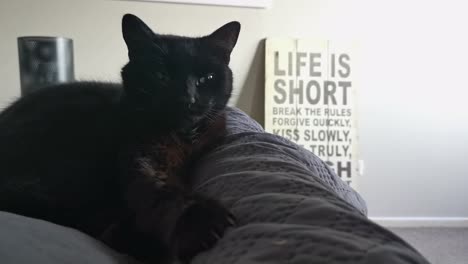 Gato-Negro-Sentado-En-El-Respaldo-De-Un