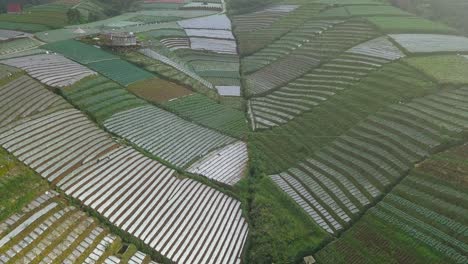Luftaufnahmen-Von-Wunderschönen-Terrassierten-Gemüseplantagen-Auf
