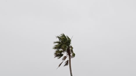 Palm-tree-in-strong-wind-in-front-of