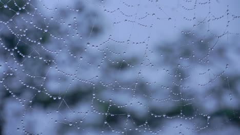Dewy-spiderweb-swaying-on-the-wind-with-blur