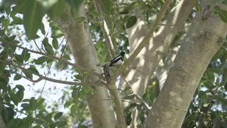Black-billed-Magpie-bird-is-sitting-on-a
