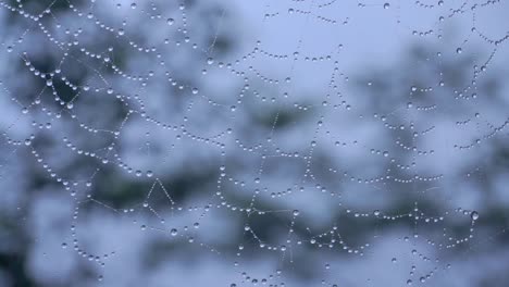 Tau-Auf-Dem-Spinnennetz-Mit-Verschwommenem-Nebelwald