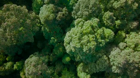 Top-down-drone-footage-of-treetop-of-dense