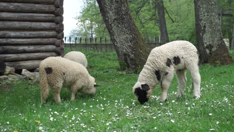 Junge-Freie-Schafe,-Die-Sich-Von-Bio-Gras-Ernähren
