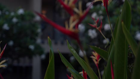 A-close-up-shot-of-a-blooming-Bromeliad