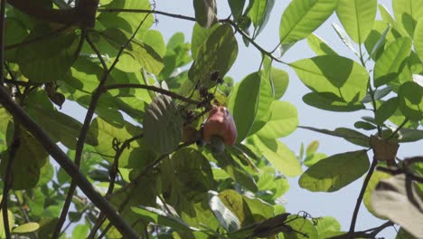 Ein-Großer-Cashewbaum-Grün-Hinterlässt-Rote-Früchte