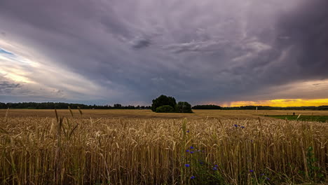 Time-lapse-of-cereal-field-under-dramatic-stormy