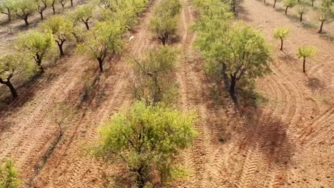 Aerial-dolly-right-over-field-with-almond-trees
