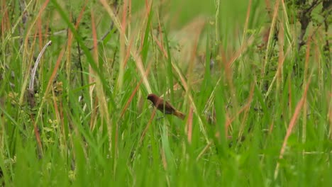 scaly-breasted-munia-in-pond-area-grass