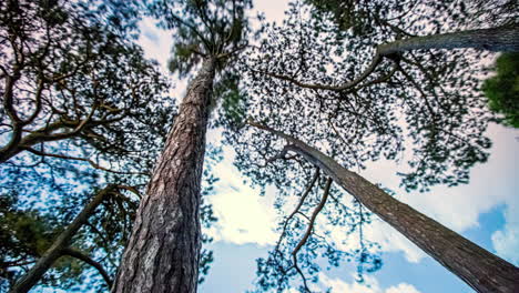 Low-angle-timelapse-looking-up-at-trees-and