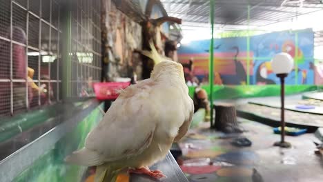 The-Sulfur-crested-cockatoo-is-cleaning-its-body-in